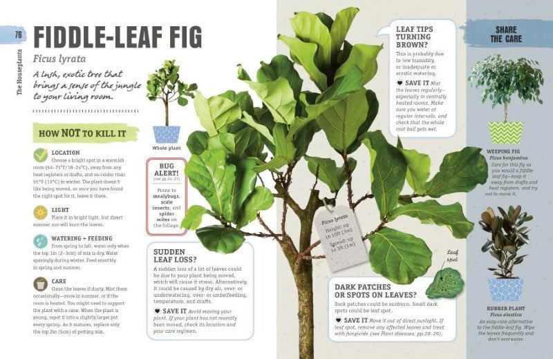 How Not to Kill Your Houseplant