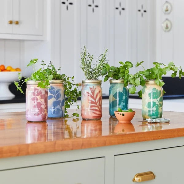 Rosemary Hydroponic Grow Kit Jar