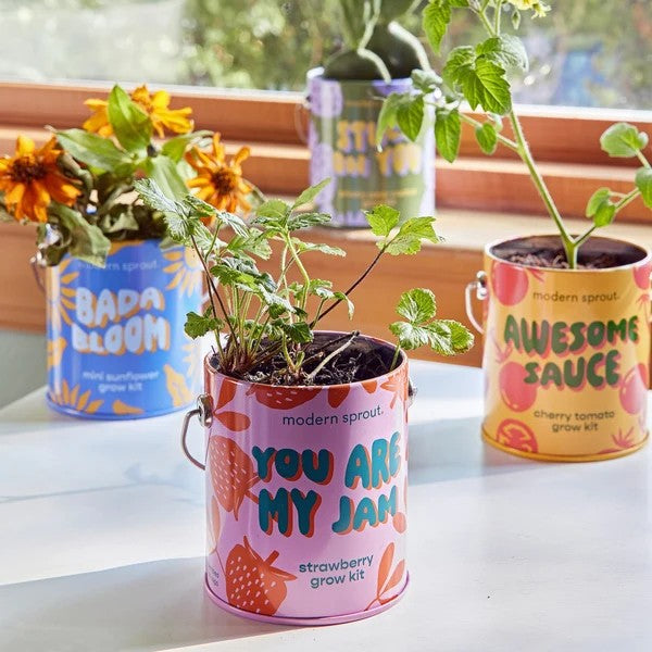 Mini Sunflower Grow Kit