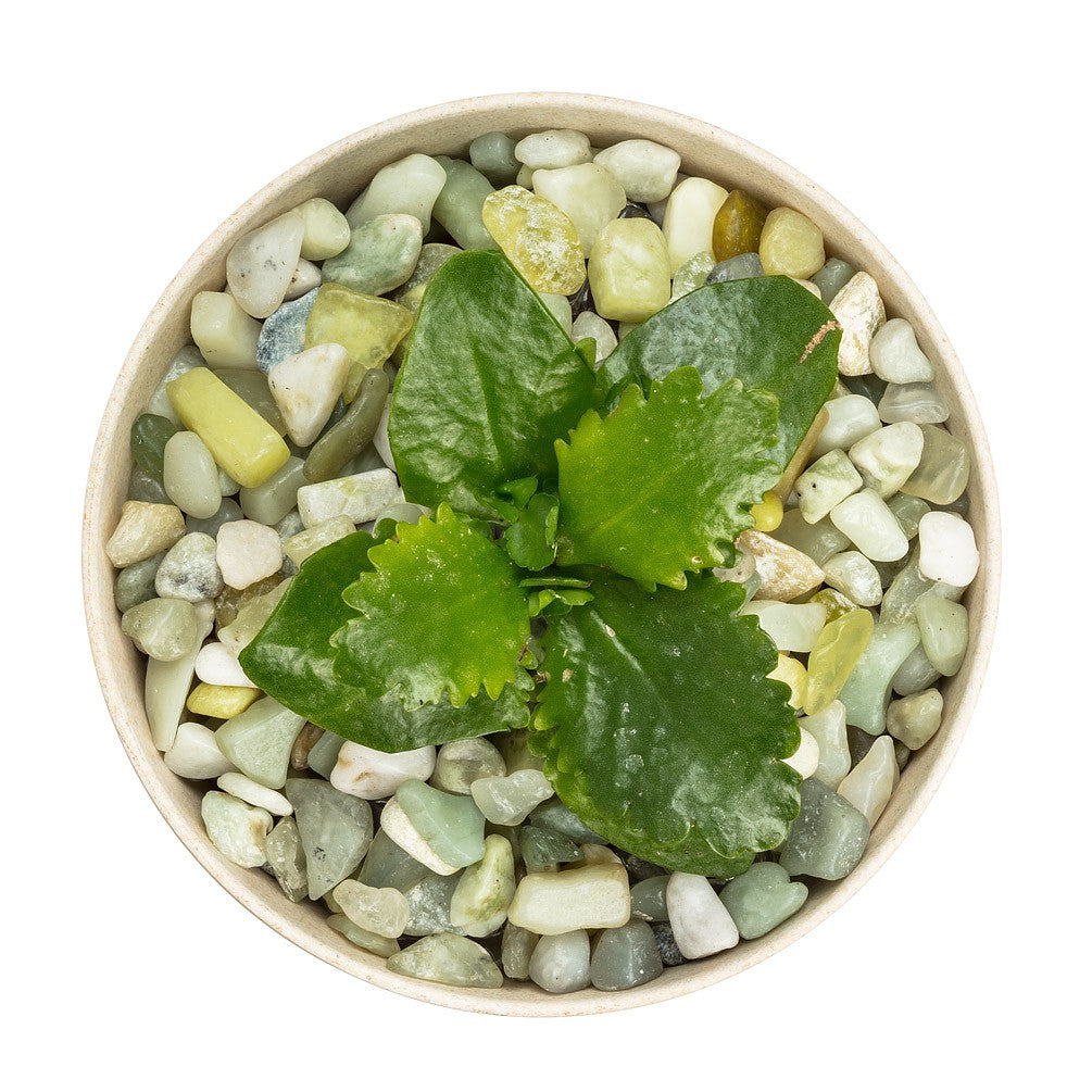 Mini Polished Planting Stones