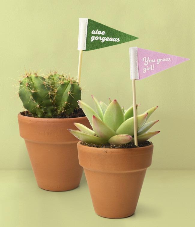 Seed &amp; Sprout® Rooting For You Plant Pennants, Pack/5