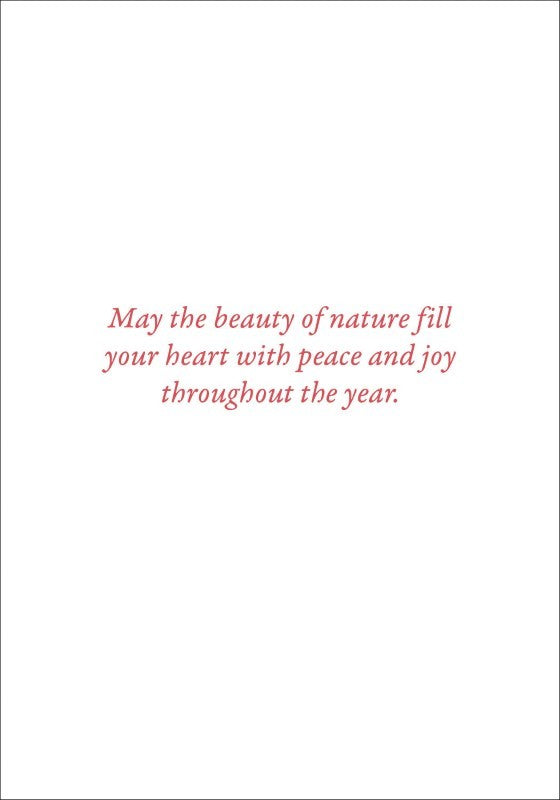 Cardinals in Evergreen Holiday Cards, Box of 20