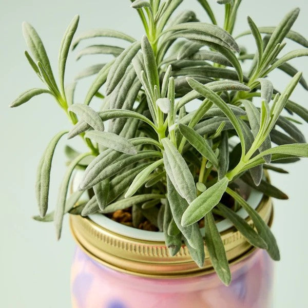 Rosemary Hydroponic Grow Kit Jar