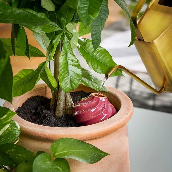 Sage Terracotta Watering Bulb