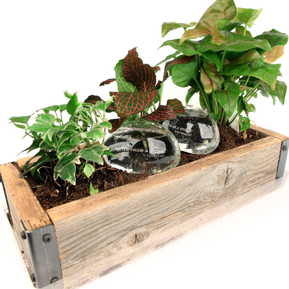 Kikkerland Water from a Stone Watering Rocks