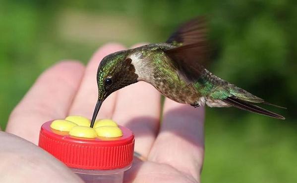 Handheld Hummingbird Feeder