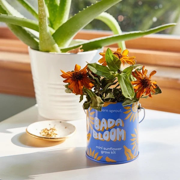 Mini Sunflower Grow Kit