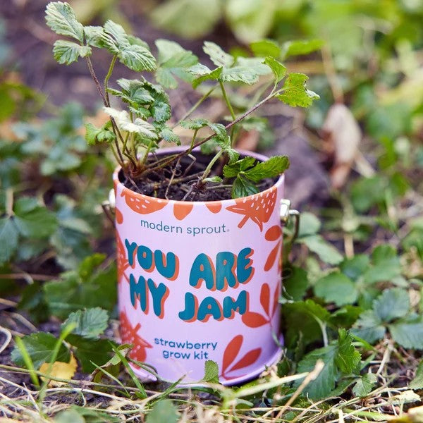 Strawberry Grow Kit