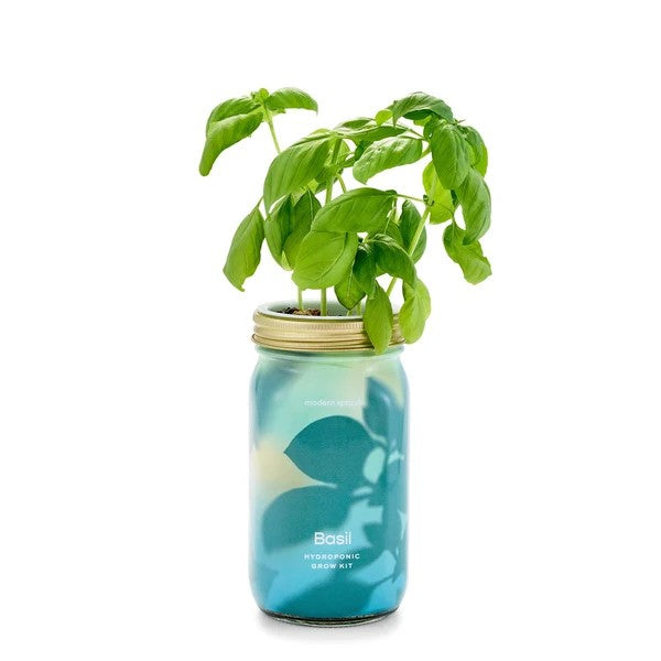 Basil Hydroponic Grow Kit Jar