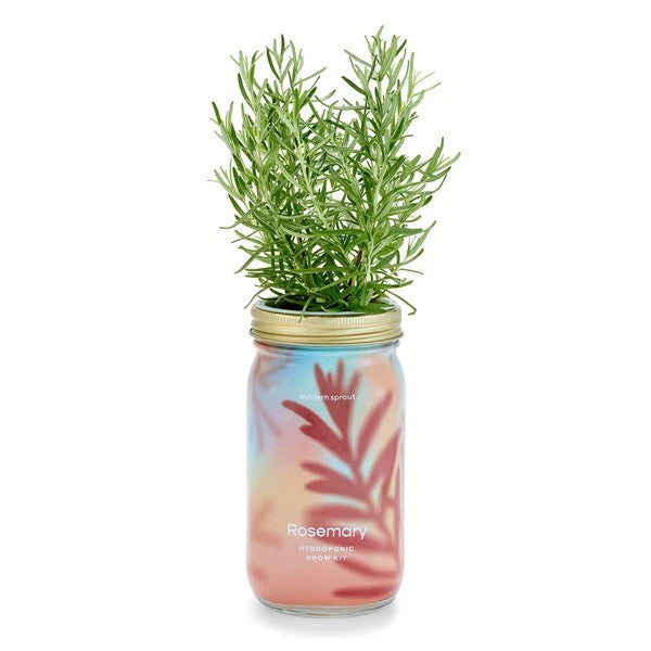 Rosemary Hydroponic Grow Kit Jar