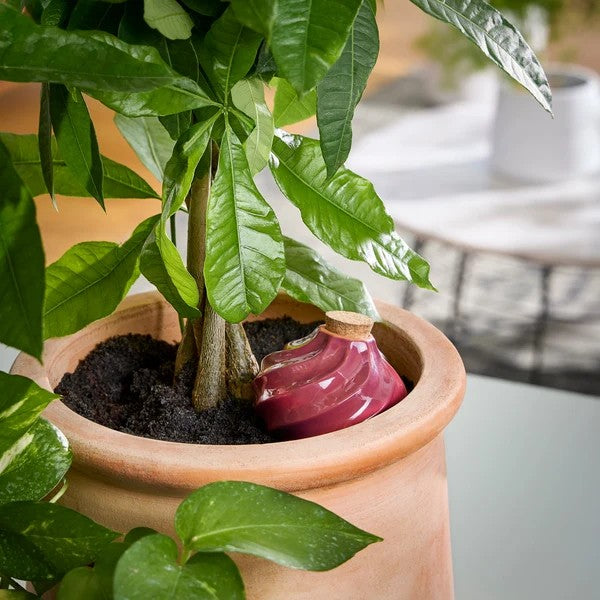 Plum Terracotta Watering Bulb