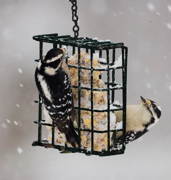 Black Metal Suet Feeder