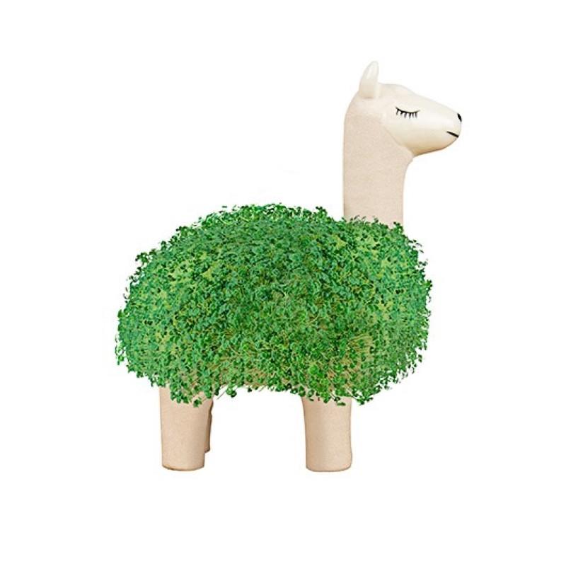 Llama Chia Planter & Seeds