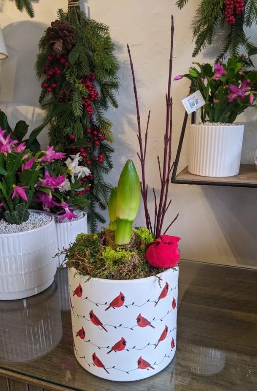 Amaryllis in 6" Allover Cardinals Pot (Live Plant)