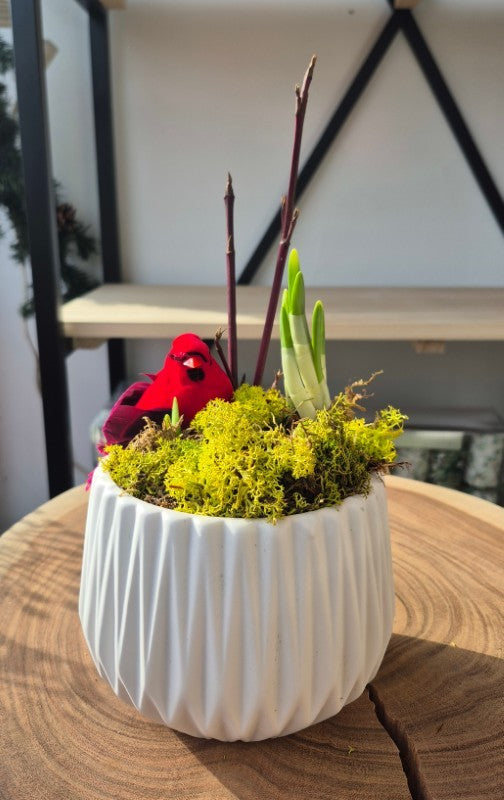 Paperwhite Ziva in 4" Adelaide Pot (Live Plant)