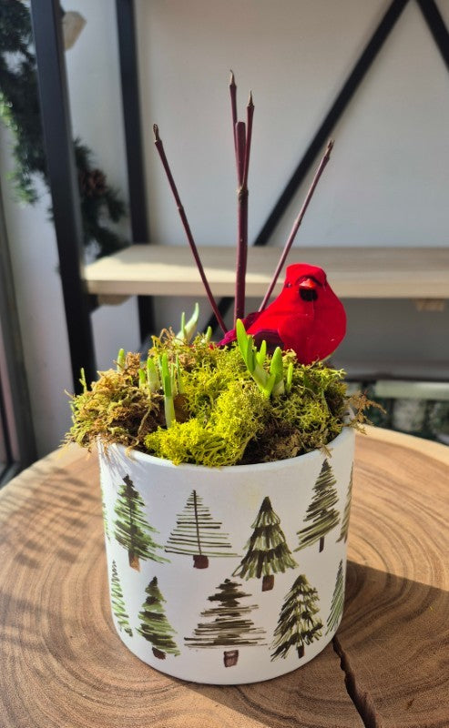 Paperwhite Ziva in 4" Simple Tree Pot (Live Plant)