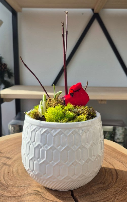 Paperwhite Ziva in 4"  Shiny Hive Pot (Live Plant)