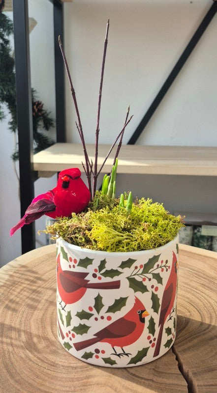 Paperwhite Ziva in 4" Cardinals Pot (Live Plant)