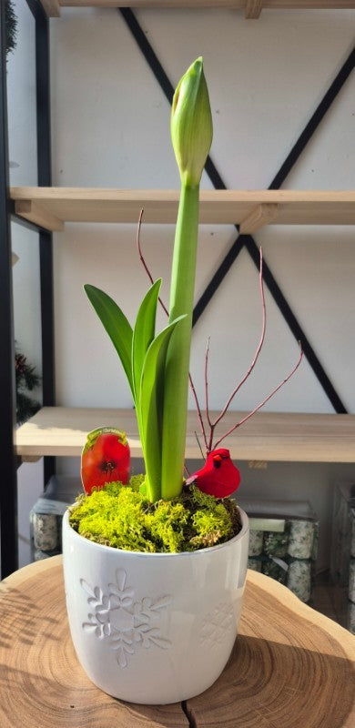 Amaryllis in 6" Snowflake Pot (Live Plant)